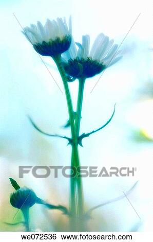 Two Shasta Daisies and a Bud. Leucanthemum x superbum. May 2006, Maryland, USA View Large Photo Image Stock Photograph - Two Shasta Daisies and a Bud. Leucanthemum x superbum. May 2006, Maryland, USA. Fotosearch