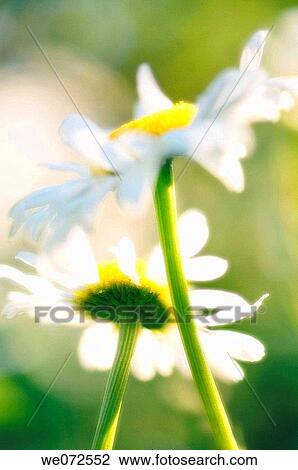Two Shasta Daisies. Leucanthemum x superbum. May 2007, Maryland, USA View Large Photo Image Stock Image - Two Shasta Daisies. Leucanthemum x superbum. May 2007, Maryland, USA. Fotosearch