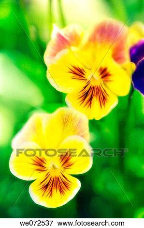 Two Yellow Pansies. Viola x wittrockiana. May 2006, Maryland, USA View Large Photo Image Stock Photo - Two Yellow Pansies. Viola x wittrockiana. May 2006, Maryland, USA. Fotosearch