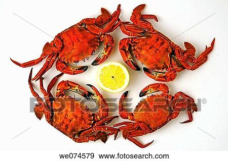 Velvet swimming crabs View Large Photo Image Stock Photo - Velvet swimming crabs. Fotosearch