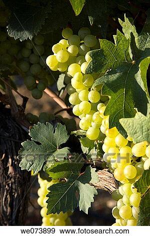 Vineyard in Vaucluse, Provence, France View Large Photo Image Stock Photo - Vineyard in Vaucluse, Provence, France. Fotosearch