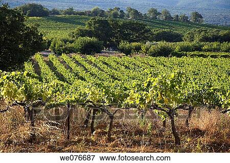 Vineyard in Vaucluse, Provence, France View Large Photo Image Stock Photo - Vineyard in Vaucluse, Provence, France. Fotosearch