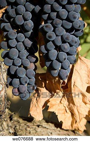 Stock Photo - Vineyard in Vaucluse, Provence, France. Fotosearch