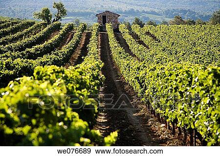 Stock Photo - Vineyard in Vaucluse, Provence, France. Fotosearch