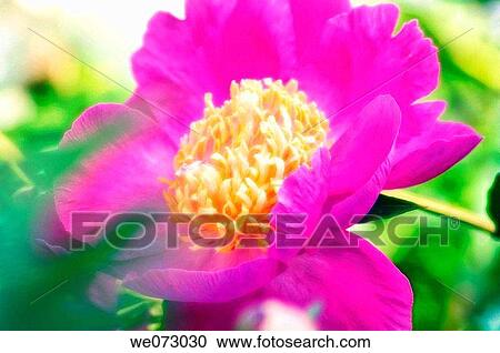 Vivid Pink Peony Flower. Paeonia lactiflora. May 2005, Maryland, USA View Large Photo Image Stock Image - Vivid Pink Peony Flower. Paeonia lactiflora. May 2005, Maryland, USA. Fotosearch