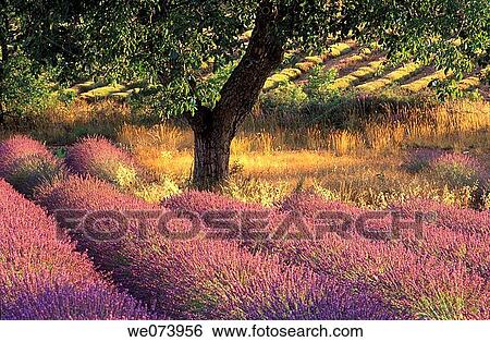 Walnut Tree in Lavender field, Provence Alpes Cote d? Azur, Provence, France View Large Photo Image Stock Photograph - Walnut Tree in Lavender field, Provence Alpes Cote d? Azur, Provence, France. Fotosearch