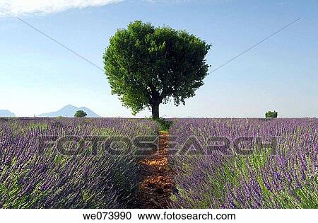 Walnut tree in Lavender field, (Lavandula), Plateau de Valensole, Puimoisson, Provence, France View Large Photo Image Stock Image - Walnut tree in Lavender field, (Lavandula), Plateau de Valensole, Puimoisson, Provence, France. Fotosearch