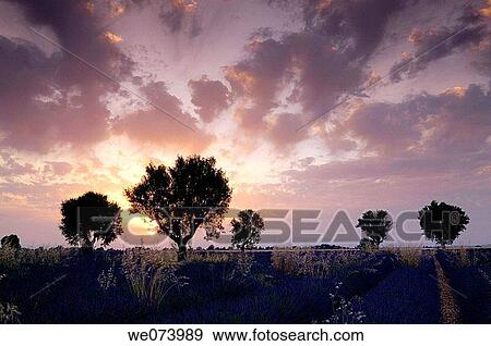 Walnut trees in Lavender field at sunset, (Lavandula), Plateau de Valensole, Puimoisson, Provence, France View Large Photo Image Stock Photo - Walnut trees in Lavender field at sunset, (Lavandula), Plateau de Valensole, Puimoisson, Provence, France. Fotosearch
