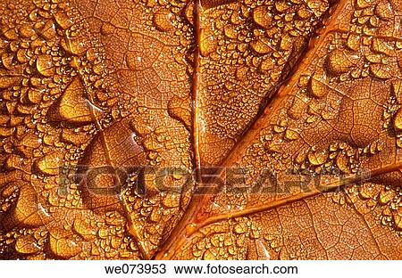 Water drops View Large Photo Image Stock Image - Water drops. Fotosearch