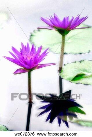 Water Lily. Nymphaea hybrid. September 2006, Maryland, USA View Large Photo Image Stock Photograph - Water Lily. Nymphaea hybrid. September 2006, Maryland, USA. Fotosearch