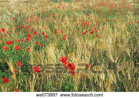Stock Photo - Wheat and Poppy (Papaver rhoeas), Plateau de Valensole, Valensole, Provence, France. Fotosearch