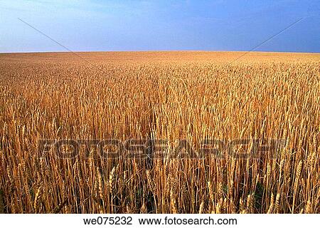 WHEATFIELD View Large Photo Image Stock Image - WHEATFIELD. Fotosearch