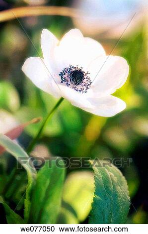 White Anemone Poppy. Anemone coronaria. April 2007, Maryland, USA View Large Photo Image Stock Image - White Anemone Poppy. Anemone coronaria. April 2007, Maryland, USA. Fotosearch