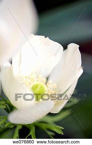 White Anemone Poppy Flower. Anemone coronaria. April 2007, Maryland, USA View Large Photo Image Stock Image - White Anemone Poppy Flower. Anemone coronaria. April 2007, Maryland, USA. Fotosearch
