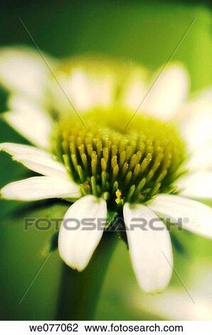White Coneflower. Echinacea hybrid. April 2007, Maryland, USA View Large Photo Image Stock Image - White Coneflower. Echinacea hybrid. April 2007, Maryland, USA. Fotosearch