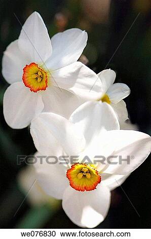 White Daffodil Duo. Narcissus hybrid. April 2007, Maryland, USA View Large Photo Image Stock Image - White Daffodil Duo. Narcissus hybrid. April 2007, Maryland, USA. Fotosearch