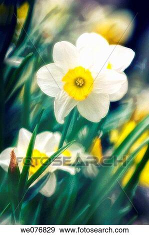White Daffodil. Narcissus hybrid. April 2007, Maryland, USA View Large Photo Image Stock Photo - White Daffodil. Narcissus hybrid. April 2007, Maryland, USA. Fotosearch