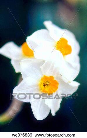 White Daffodils. Narcissus hybrid. April 2007, Maryland, USA View Large Photo Image Stock Photograph - White Daffodils. Narcissus hybrid. April 2007, Maryland, USA. Fotosearch
