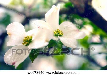 White Dogwood Blossom. Cornus florida. April 2006, Maryland, USA View Large Photo Image Stock Image - White Dogwood Blossom. Cornus florida. April 2006, Maryland, USA. Fotosearch