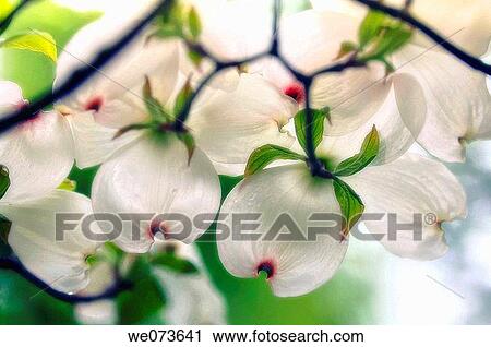 White Dogwood Blossom. Cornus florida. April 2006, Maryland, USA View Large Photo Image Stock Image - White Dogwood Blossom. Cornus florida. April 2006, Maryland, USA. Fotosearch