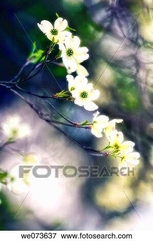White Dogwood Blossom. Cornus florida. April 2006, Maryland, USA View Large Photo Image Stock Photo - White Dogwood Blossom. Cornus florida. April 2006, Maryland, USA. Fotosearch