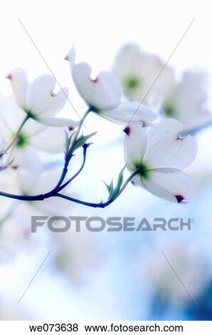 White Dogwood Blossom. Cornus florida. April 2006, Maryland, USA View Large Photo Image Stock Photo - White Dogwood Blossom. Cornus florida. April 2006, Maryland, USA. Fotosearch