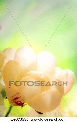 White Peony. Paeonia lactiflora. May 2007, Maryland, USA View Large Photo Image Stock Photography - White Peony. Paeonia lactiflora. May 2007, Maryland, USA. Fotosearch