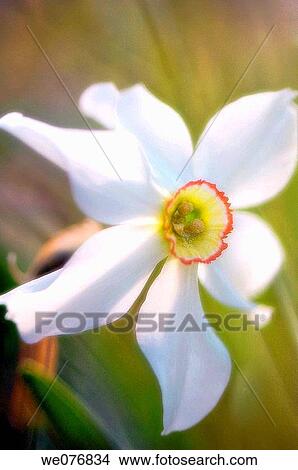 Picture - White Poeticus Daffodil. Narcissus hybrid. April 2007, Maryland, USA. Fotosearch