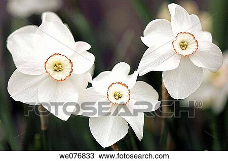 White Poeticus Daffodil Trio. Narcissus hybrid. April 2007, Maryland, USA View Large Photo Image Stock Image - White Poeticus Daffodil Trio. Narcissus hybrid. April 2007, Maryland, USA. Fotosearch