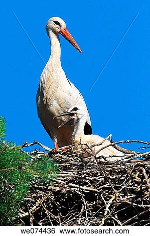 White Stork (Ciconia ciconia), mother and young standing in nest, spring, Oetwil am See, Z? rich, Switzerland View Large Photo Image Stock Photograph - White Stork (Ciconia ciconia), mother and young standing in nest, spring, Oetwil am See, Z? rich, Switzerland. Fotosearch
