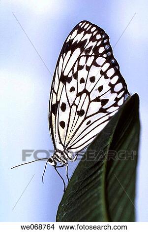 White Tree Nymphis (Idea leucone), butterfly on a leaf View Large Photo Image Picture - White Tree Nymphis (Idea leucone), butterfly on a leaf. Fotosearch