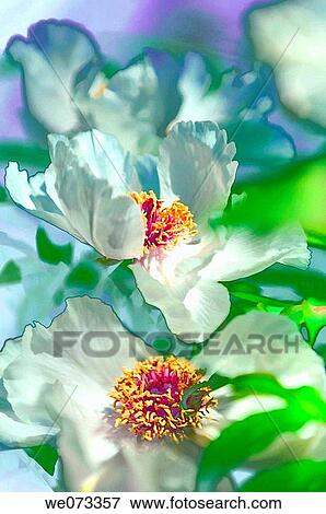 White Tree Peonies in Bloom. Paeonia suffruticosa. April 2006, Maryland, USA View Large Photo Image Stock Photo - White Tree Peonies in Bloom. Paeonia suffruticosa. April 2006, Maryland, USA. Fotosearch