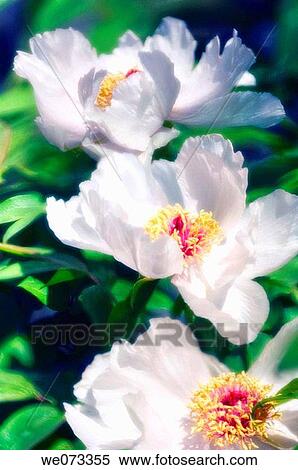 White Tree Peonies in Bloom. Paeonia suffruticosa. April 2006, Maryland, USA View Large Photo Image Stock Photography - White Tree Peonies in Bloom. Paeonia suffruticosa. April 2006, Maryland, USA. Fotosearch