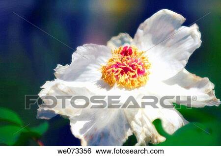 White Tree Peony Bloom. Paeonia suffruticosa. April 2006, Maryland, USA View Large Photo Image Stock Photograph - White Tree Peony Bloom. Paeonia suffruticosa. April 2006, Maryland, USA. Fotosearch