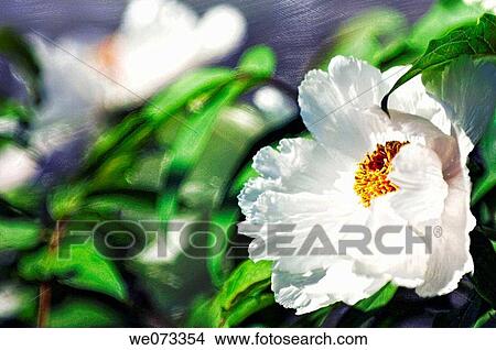 White Tree Peony Flower. Paeonia suffruticosa. April 2006, Maryland, USA View Large Photo Image Picture - White Tree Peony Flower. Paeonia suffruticosa. April 2006, Maryland, USA. Fotosearch