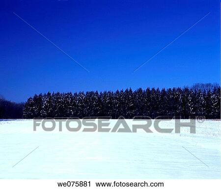 winter landscape with fur trees View Large Photo Image Stock Image - winter landscape with fur trees. Fotosearch
