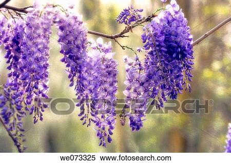 Wisteria blossom. Wisteria sinensis. March 2006, Maryland, USA View Large Photo Image Stock Photography - Wisteria blossom. Wisteria sinensis. March 2006, Maryland, USA. Fotosearch