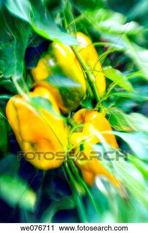 Yellow Bell Peppers Ripening on Plants. Capsicum annum. August 2007, Maryland, USA View Large Photo Image Stock Image - Yellow Bell Peppers Ripening on Plants. Capsicum annum. August 2007, Maryland, USA. Fotosearch