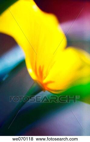 Yellow California Poppy Flower Close-up. Eschscholzia californica View Large Photo Image Stock Photo - Yellow California Poppy Flower Close-up. Eschscholzia californica. Fotosearch