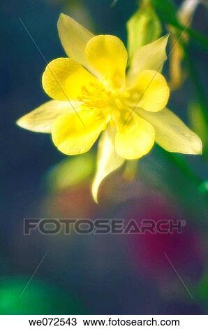 Stock Image - Yellow Columbine Flower. Aquilegia formosa. May 2007, Maryland, USA. Fotosearch