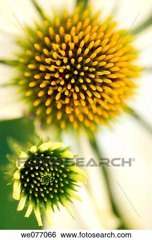Yellow Coneflower and Bud. Echinacea hybrid. June 2007, Maryland, USA View Large Photo Image Stock Photograph - Yellow Coneflower and Bud. Echinacea hybrid. June 2007, Maryland, USA. Fotosearch