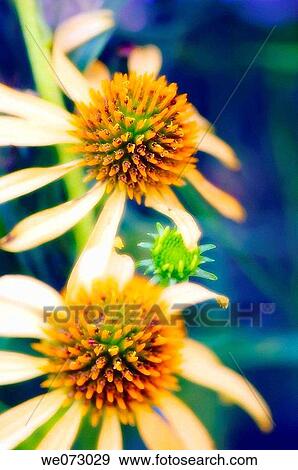 Yellow Coneflowers. Echinacea paradoxa. June 2007, Maryland, USA View Large Photo Image Stock Photo - Yellow Coneflowers. Echinacea paradoxa. June 2007, Maryland, USA. Fotosearch