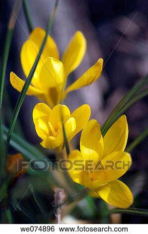 Yellow Crocus in Bloom. Crocus vernus. March 2007, Maryland, USA View Large Photo Image Stock Photograph - Yellow Crocus in Bloom. Crocus vernus. March 2007, Maryland, USA. Fotosearch