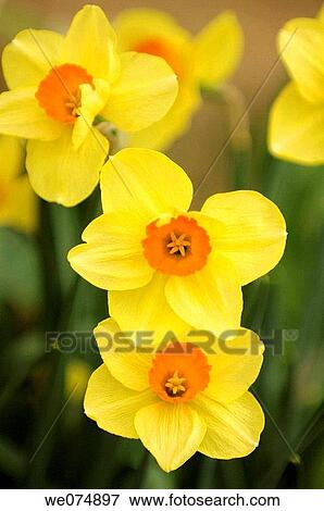 Yellow Daffodil Blossom. Narcissus hybrid. April 2007, Maryland, USA View Large Photo Image Stock Photo - Yellow Daffodil Blossom. Narcissus hybrid. April 2007, Maryland, USA. Fotosearch