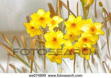 Yellow Daffodil Blossom. Narcissus hybrid. March 2007, Maryland, USA View Large Photo Image Stock Photo - Yellow Daffodil Blossom. Narcissus hybrid. March 2007, Maryland, USA. Fotosearch