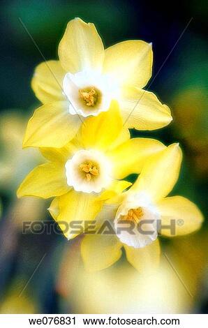 Yellow Daffodil Trio. Narcissus hybrid. April 2007, Maryland, USA View Large Photo Image Stock Image - Yellow Daffodil Trio. Narcissus hybrid. April 2007, Maryland, USA. Fotosearch