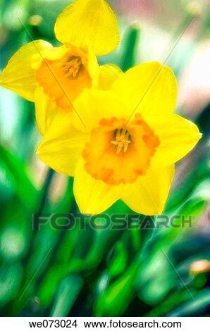 Yellow Daffodils. Narcissus hybrid. April 2006, Maryland, USA View Large Photo Image Picture - Yellow Daffodils. Narcissus hybrid. April 2006, Maryland, USA. Fotosearch