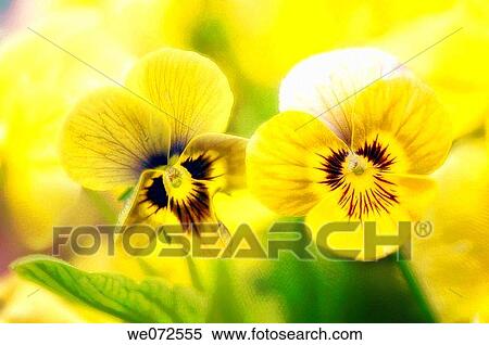 Stock Photography - Yellow Green Pansy Duo. Viola x wittrockiana. May 2007, Maryland, USA. Fotosearch
