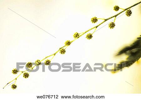 Yellow Mimosa. Silver Wattle. Acacia dealbata. February 2007, Maryland, USA View Large Photo Image Stock Image - Yellow Mimosa. Silver Wattle. Acacia dealbata. February 2007, Maryland, USA. Fotosearch