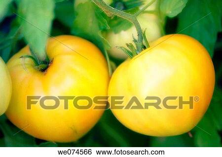 Yellow Oxheart Tomatoes. Solanum lycopersicon. August 2007, Maryland, USA View Large Photo Image Stock Photograph - Yellow Oxheart Tomatoes. Solanum lycopersicon. August 2007, Maryland, USA. Fotosearch